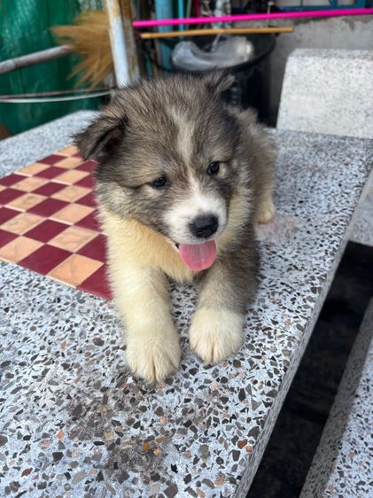 น้องหมาน่ารักสุด ๆๆไป