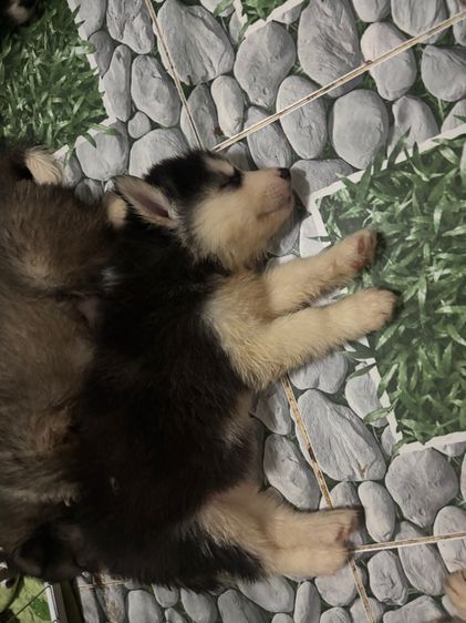 น้องหมาน่ารักสุด ๆๆไป รูปที่ 16