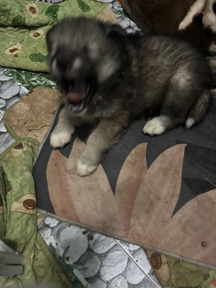 น้องหมาน่ารักสุด ๆๆไป รูปที่ 5