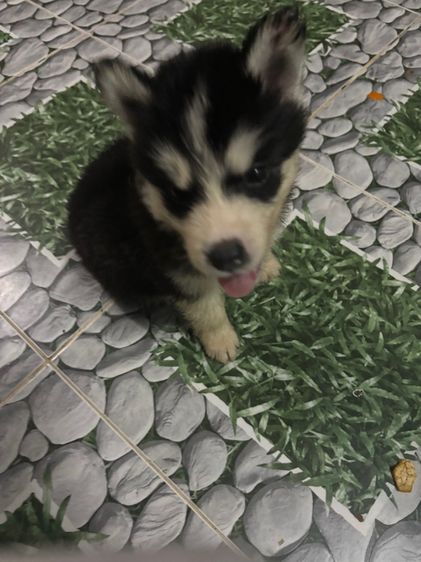 น้องหมาน่ารักสุด ๆๆไป รูปที่ 17