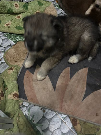 น้องหมาน่ารักสุด ๆๆไป รูปที่ 4