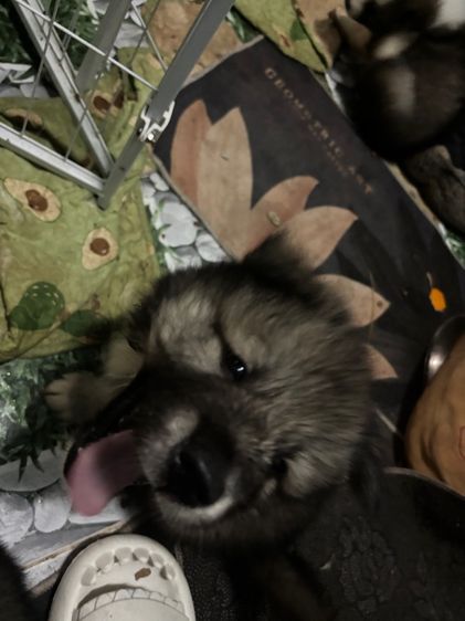 น้องหมาน่ารักสุด ๆๆไป รูปที่ 10