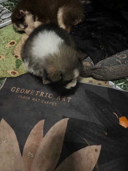 น้องหมาน่ารักสุด ๆๆไป รูปที่ 7