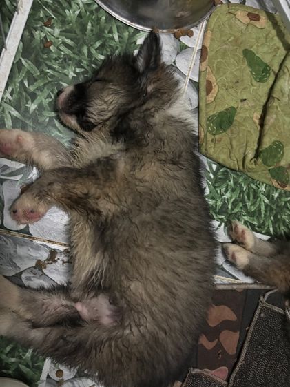 น้องหมาน่ารักสุด ๆๆไป รูปที่ 11