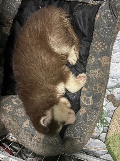 น้องหมาน่ารักสุด ๆๆไป รูปที่ 13