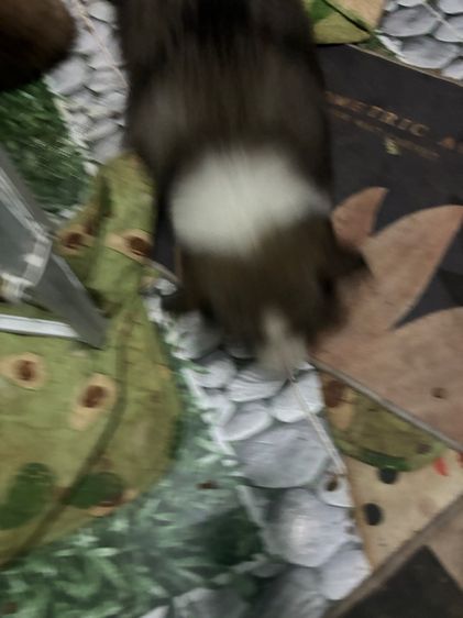 น้องหมาน่ารักสุด ๆๆไป รูปที่ 6