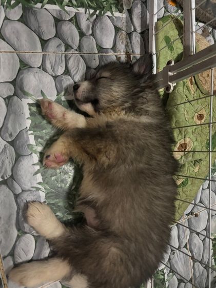 น้องหมาน่ารักสุด ๆๆไป รูปที่ 12