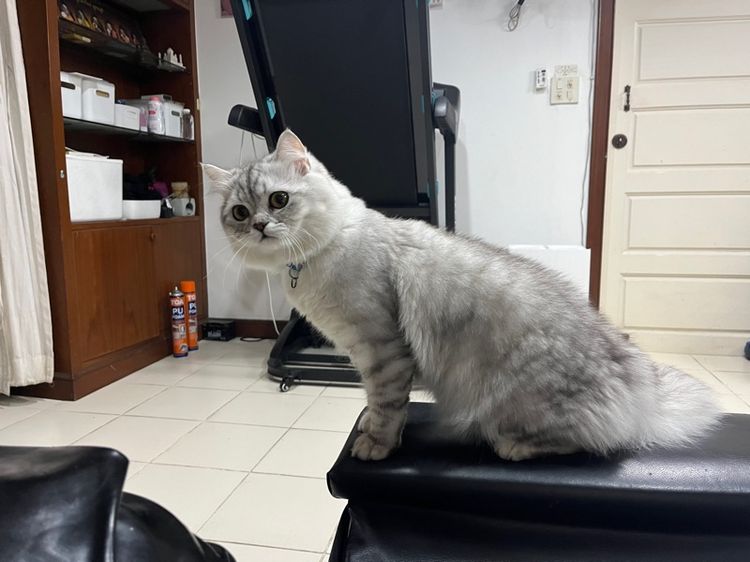 แมวสก็อตติช รูปที่ 10