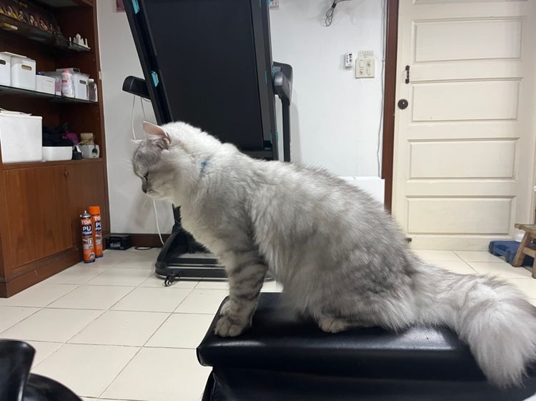 แมวสก็อตติช รูปที่ 9