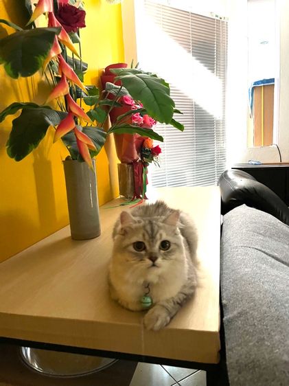 แมวสก็อตติช รูปที่ 3