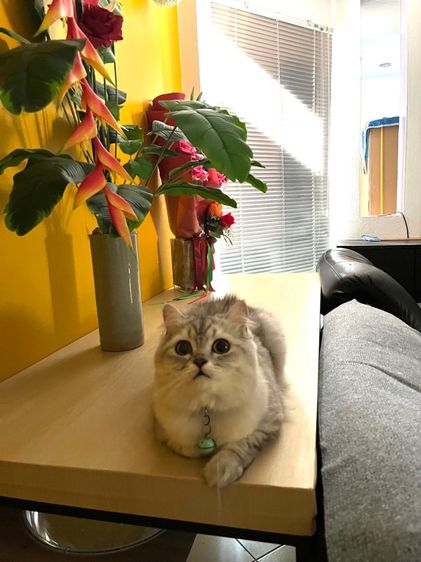 แมวสก็อตติช รูปที่ 4