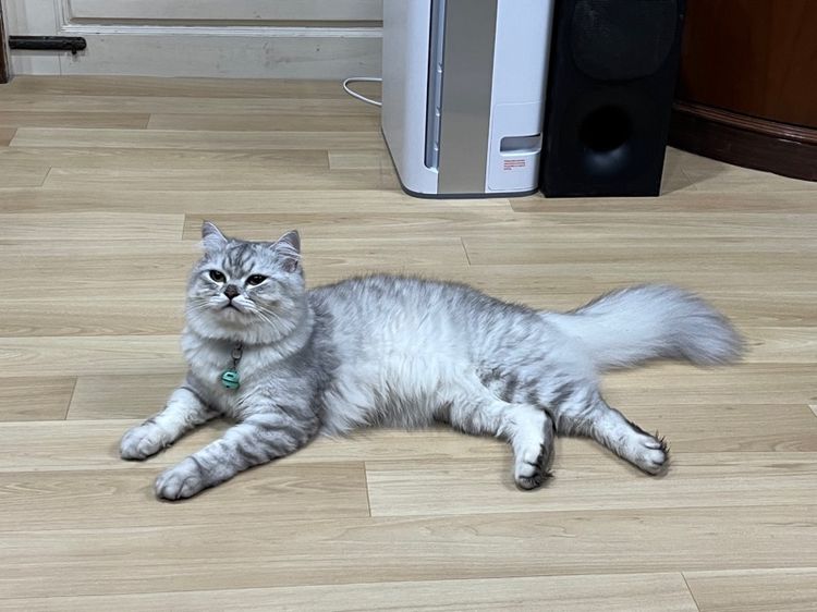 สก็อตติช โฟลด์ (Scottish Fold) แมวสก็อตติช