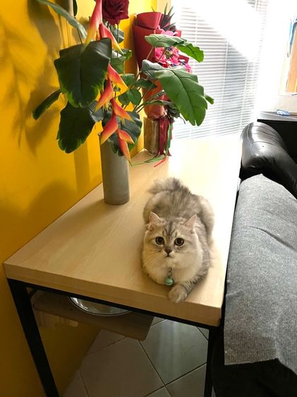 แมวสก็อตติช รูปที่ 2