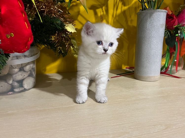 ลูกแมวสก็อตติช ตาฟ้า รูปที่ 15