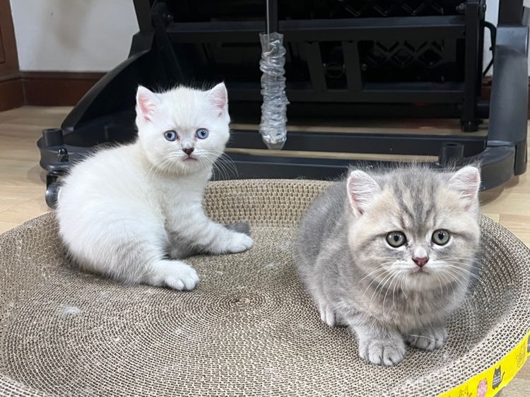 ลูกแมวสก็อตติช ตาฟ้า รูปที่ 17