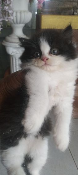 แมวเปอร์เซียอายุ50วันกำลังน่ารักกินอาหารเองได้แล้วถ่ายบนทรายได้