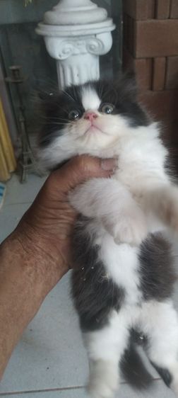 แมวเปอร์เซียอายุ50วันกำลังน่ารักกินอาหารเองได้แล้วถ่ายบนทรายได้ รูปที่ 2