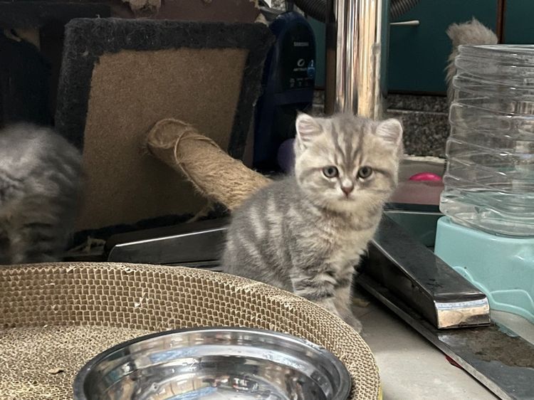 ลูกแมวสก็อตติช รูปที่ 3