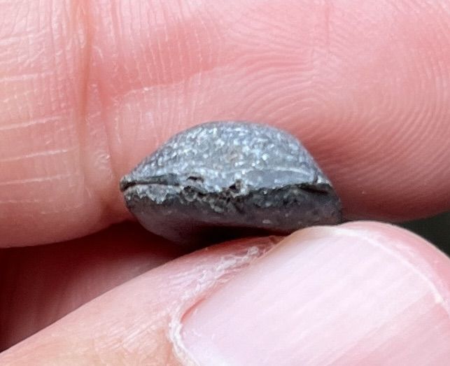 พระรอดเนื้อชินเขียว รูปที่ 6