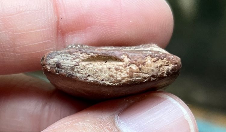 พระเปิมลำพูน รูปที่ 4