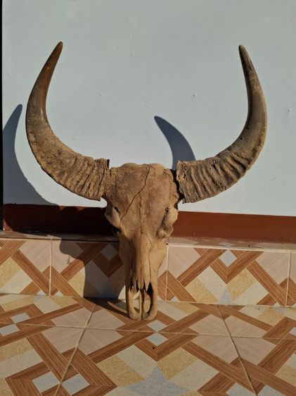 เขาควายธรรมชาติแท้ๆ   รูปที่ 2