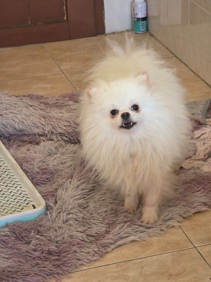 ปอมเมอเรเนียน (Pomeranian) เล็ก แบ่งพ่อพันธุ์เบาๆ 