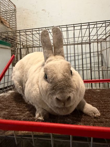 พ่อพันธุ์ Mini Rex
