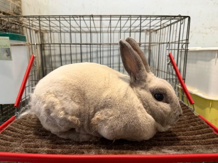 พ่อพันธุ์ Mini Rex รูปที่ 2