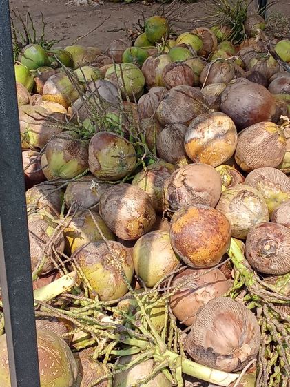 มะพร้าวแกง รูปที่ 2