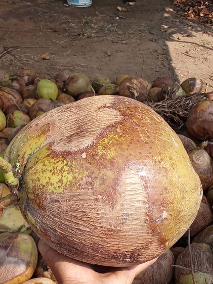 มะพร้าวแกง