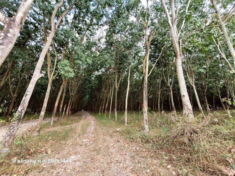 ขายที่ดินสวนยาง แปลงสี่เหลี่ยมสวย ปลวกแดง ระยอง ทำเลทอง EEC ใกล้นิคมฯ เหมาะเก็งกำไรหรือทำจัดสรร รูปที่ 4