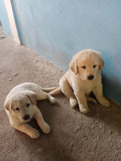 หาบ้านไห้ลูกโกลเด้นท์กับลาบดอร์ รูปที่ 8