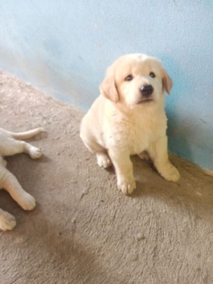 หาบ้านไห้ลูกโกลเด้นท์กับลาบดอร์