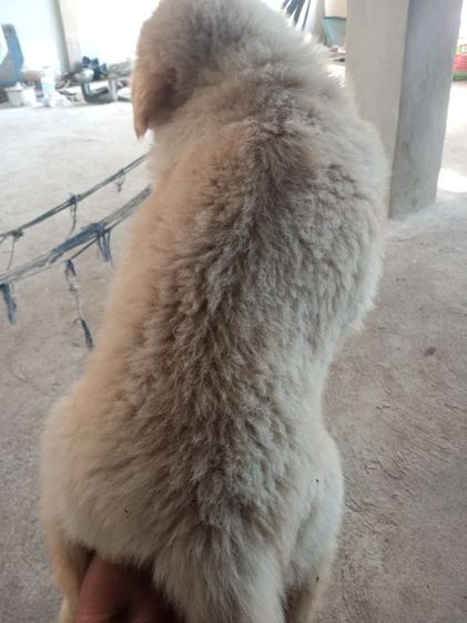 หาบ้านไห้ลูกโกลเด้นท์กับลาบดอร์ รูปที่ 9