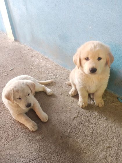 หาบ้านไห้ลูกโกลเด้นท์กับลาบดอร์ รูปที่ 6