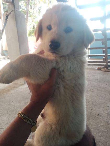 หาบ้านไห้ลูกโกลเด้นท์กับลาบดอร์ รูปที่ 7