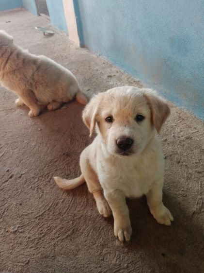 หาบ้านไห้ลูกโกลเด้นท์กับลาบดอร์ รูปที่ 3