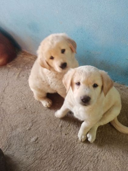 หาบ้านไห้ลูกโกลเด้นท์กับลาบดอร์ รูปที่ 2