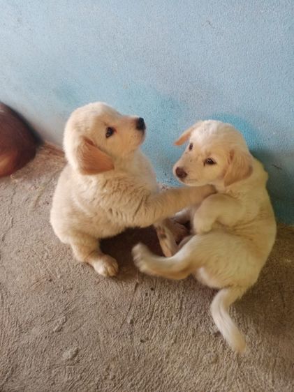 หาบ้านไห้ลูกโกลเด้นท์กับลาบดอร์ รูปที่ 4