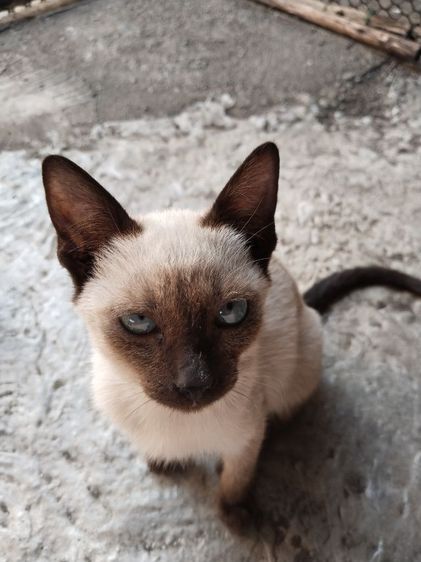 ต้องการขายแมววิเชียรมาศแท้ รูปที่ 4