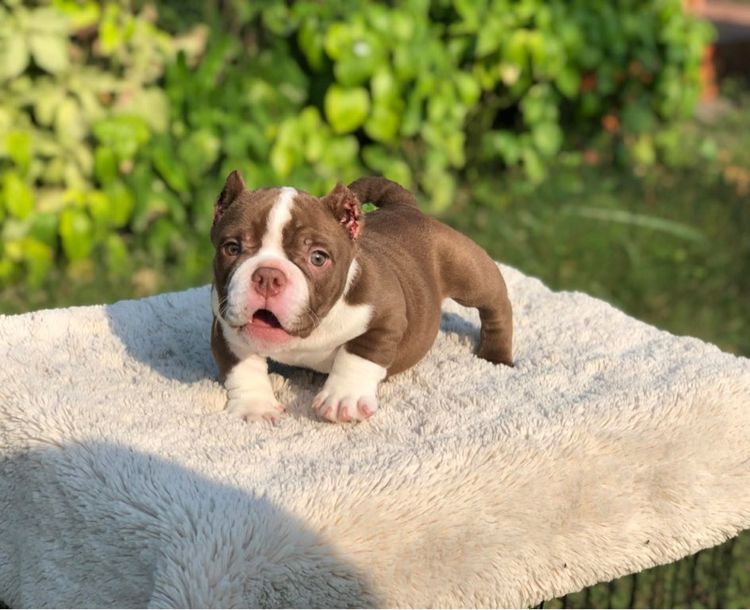 บูลลี่ (Bully) เล็ก บูลลี่เพศเมีย