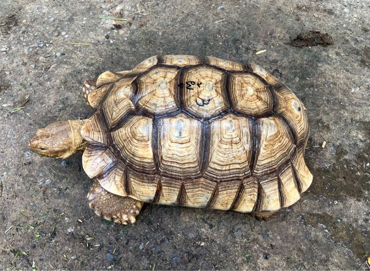 เต่าซูคาตา เพศผู้ 19 นิ้ว แข็งแรงไม่เป็นนิ่ว