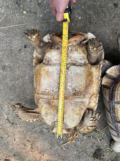 เต่าซูคาตา เพศผู้ 19 นิ้ว แข็งแรงไม่เป็นนิ่ว รูปที่ 2