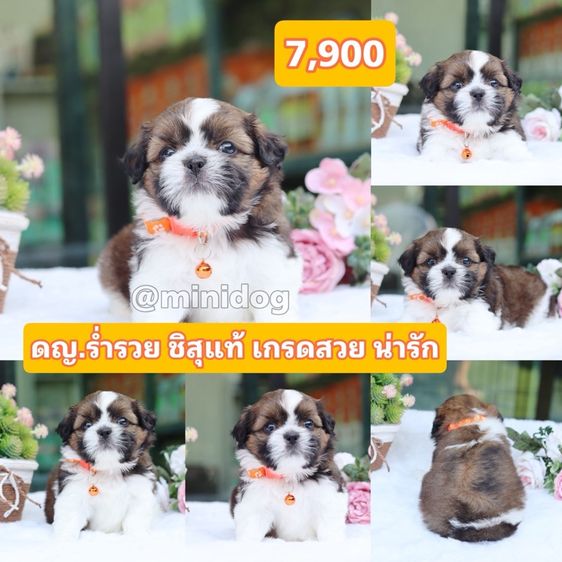 ชิสุผสมปอม ชิสุพุดเดิ้ล ชิสุแท้ รูปที่ 9