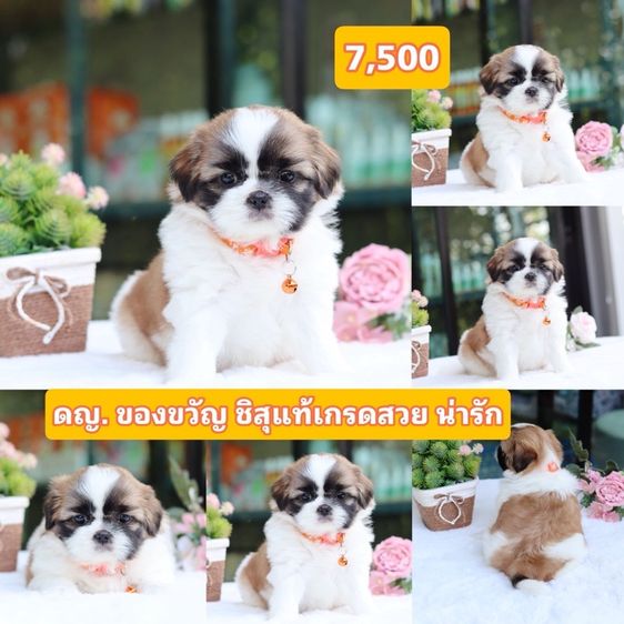 ชิสุผสมปอม ชิสุพุดเดิ้ล ชิสุแท้ รูปที่ 7