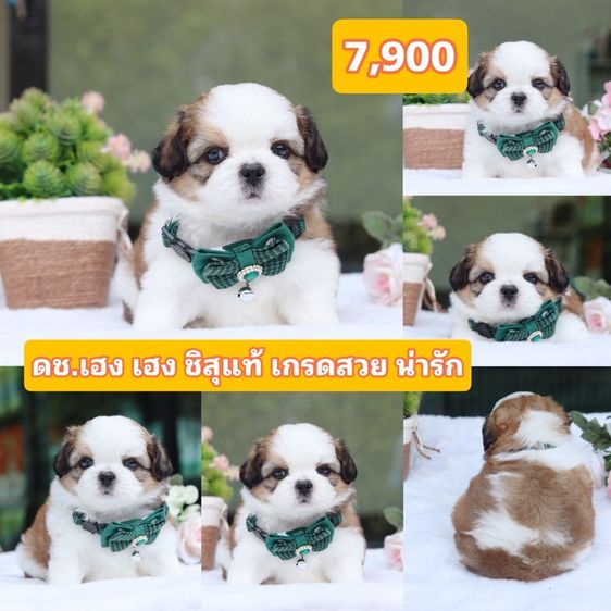 ชิสุผสมปอม ชิสุพุดเดิ้ล ชิสุแท้ รูปที่ 6