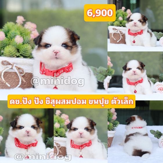 ชิสุผสมปอม ชิสุพุดเดิ้ล ชิสุแท้ รูปที่ 3