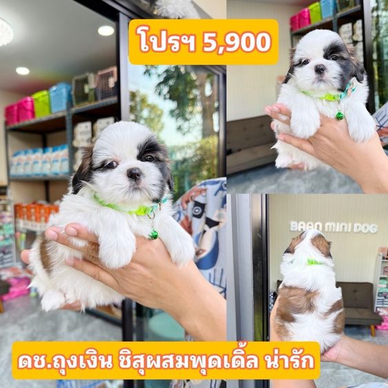 ชิสุ (Shih Tzu) เล็ก ชิสุผสมปอม ชิสุพุดเดิ้ล ชิสุแท้
