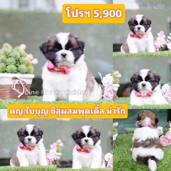 ชิสุผสมปอม ชิสุพุดเดิ้ล ชิสุแท้ รูปที่ 2