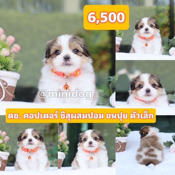 ชิสุผสมปอม ชิสุพุดเดิ้ล ชิสุแท้ รูปที่ 5